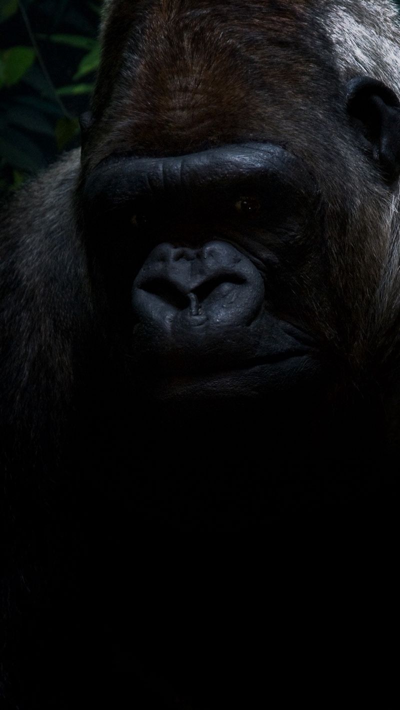 Download Wallpaper 800x14 Gorilla Shadow Sit Iphone Se 5s 5c 5 For Parallax Hd Background