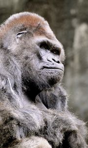 Preview wallpaper gorilla, sitting, monkey