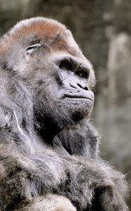 Preview wallpaper gorilla, sitting, monkey