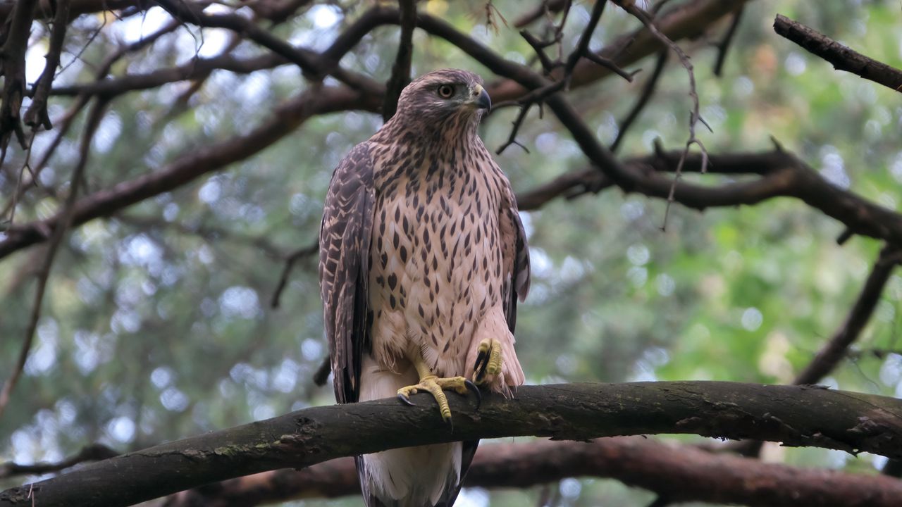 Wallpaper goshawk, bird, branch, wildlife