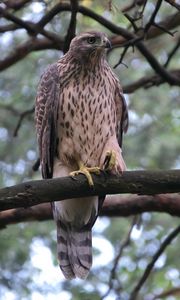 Preview wallpaper goshawk, bird, branch, wildlife