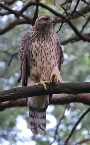 Preview wallpaper goshawk, bird, branch, wildlife