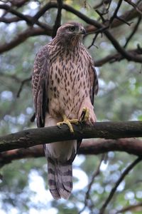 Preview wallpaper goshawk, bird, branch, wildlife