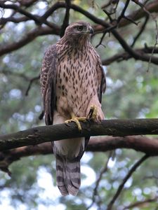 Preview wallpaper goshawk, bird, branch, wildlife