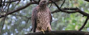 Preview wallpaper goshawk, bird, branch, wildlife