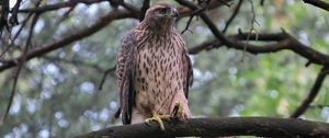 Preview wallpaper goshawk, bird, branch, wildlife