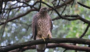 Preview wallpaper goshawk, bird, branch, wildlife