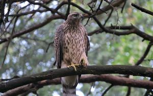 Preview wallpaper goshawk, bird, branch, wildlife