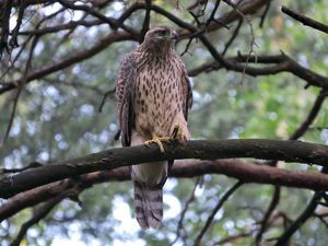 Preview wallpaper goshawk, bird, branch, wildlife