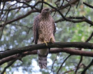 Preview wallpaper goshawk, bird, branch, wildlife