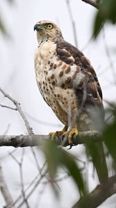 Preview wallpaper goshawk, bird, predator, tree