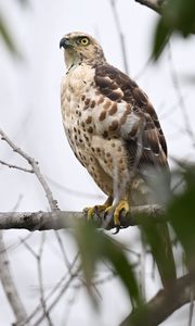 Preview wallpaper goshawk, bird, predator, tree