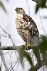 Preview wallpaper goshawk, bird, predator, tree