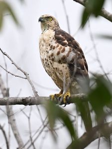 Preview wallpaper goshawk, bird, predator, tree