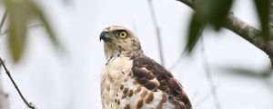 Preview wallpaper goshawk, bird, predator, tree