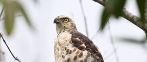 Preview wallpaper goshawk, bird, predator, tree