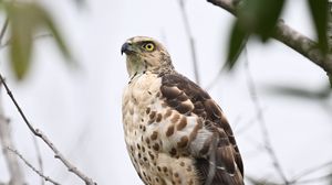 Preview wallpaper goshawk, bird, predator, tree