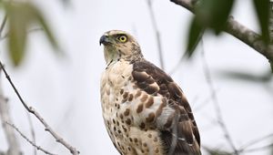 Preview wallpaper goshawk, bird, predator, tree