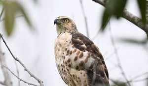 Preview wallpaper goshawk, bird, predator, tree