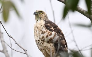 Preview wallpaper goshawk, bird, predator, tree