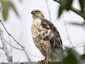 Preview wallpaper goshawk, bird, predator, tree