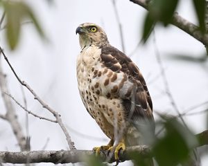 Preview wallpaper goshawk, bird, predator, tree