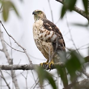 Preview wallpaper goshawk, bird, predator, tree