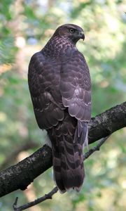 Preview wallpaper goshawk, bird, predator, trees