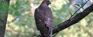 Preview wallpaper goshawk, bird, predator, trees