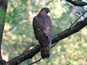 Preview wallpaper goshawk, bird, predator, trees