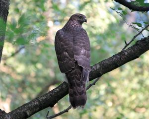 Preview wallpaper goshawk, bird, predator, trees