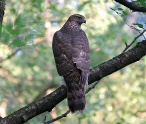 Preview wallpaper goshawk, bird, predator, trees