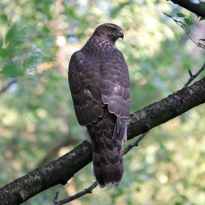 Preview wallpaper goshawk, bird, predator, trees