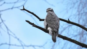 Preview wallpaper goshawk, bird, watching, tree, branches