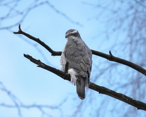 Preview wallpaper goshawk, bird, watching, tree, branches