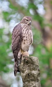 Preview wallpaper goshawk, bird, watching, wildlife