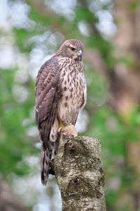 Preview wallpaper goshawk, bird, watching, wildlife