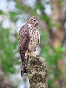 Preview wallpaper goshawk, bird, watching, wildlife