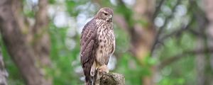 Preview wallpaper goshawk, bird, watching, wildlife