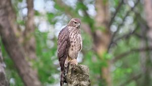 Preview wallpaper goshawk, bird, watching, wildlife