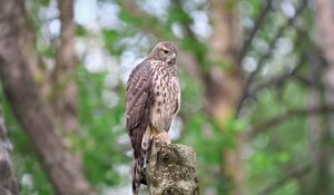 Preview wallpaper goshawk, bird, watching, wildlife