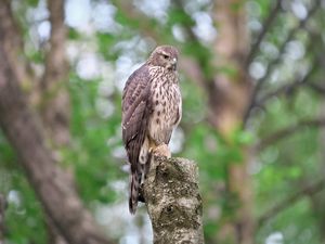 Preview wallpaper goshawk, bird, watching, wildlife