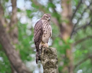 Preview wallpaper goshawk, bird, watching, wildlife