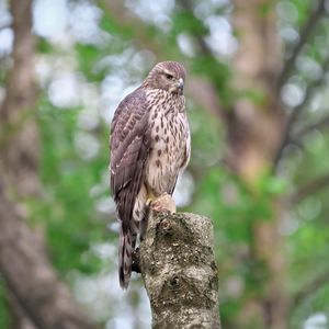 Preview wallpaper goshawk, bird, watching, wildlife