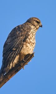 Preview wallpaper goshawk, hawk, bird, wildlife, sky