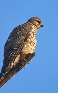 Preview wallpaper goshawk, hawk, bird, wildlife, sky