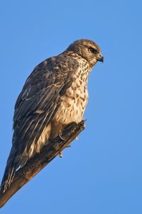 Preview wallpaper goshawk, hawk, bird, wildlife, sky