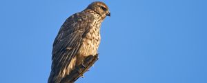 Preview wallpaper goshawk, hawk, bird, wildlife, sky