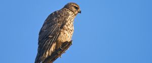 Preview wallpaper goshawk, hawk, bird, wildlife, sky