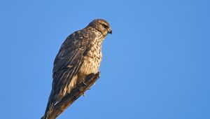 Preview wallpaper goshawk, hawk, bird, wildlife, sky